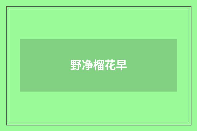 野净榴花早