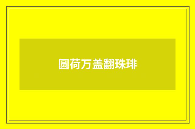 圆荷万盖翻珠琲
