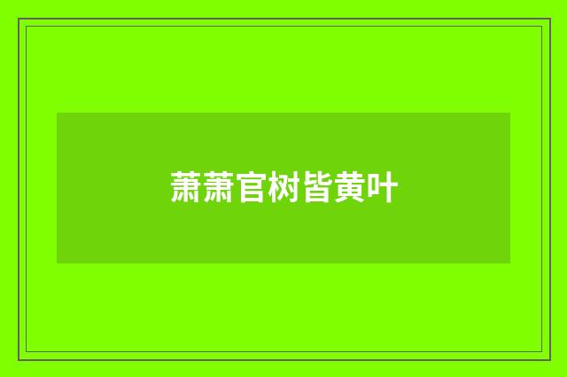 萧萧官树皆黄叶