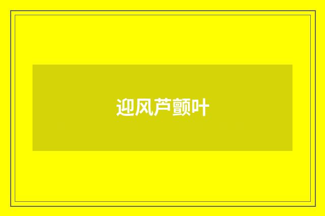 迎风芦颤叶