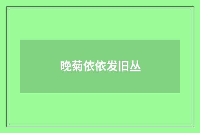 晚菊依依发旧丛