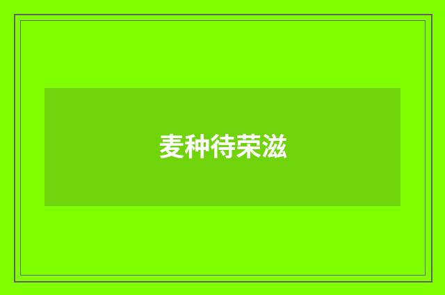 麦种待荣滋
