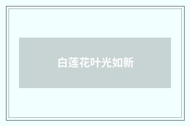 白莲花叶光如新