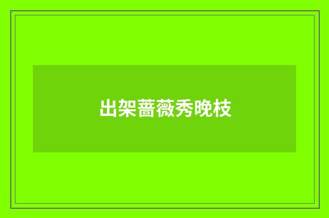 出架蔷薇秀晚枝