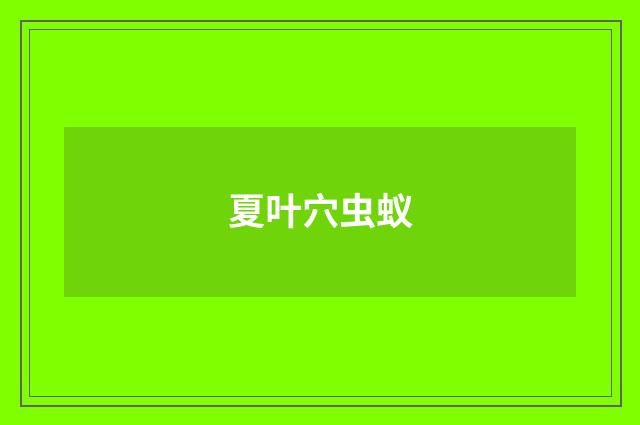 夏叶穴虫蚁