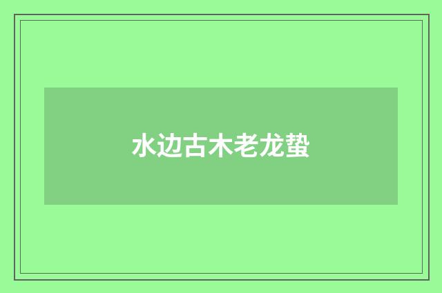 水边古木老龙蛰