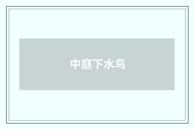中庭下水鸟