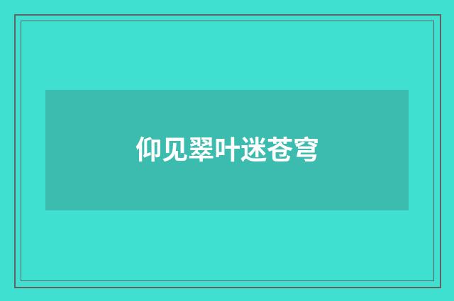 仰见翠叶迷苍穹
