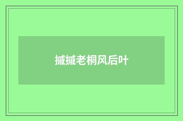 摵摵老桐风后叶