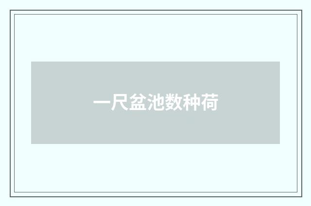一尺盆池数种荷