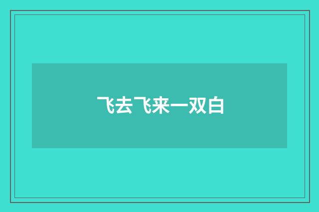 飞去飞来一双白