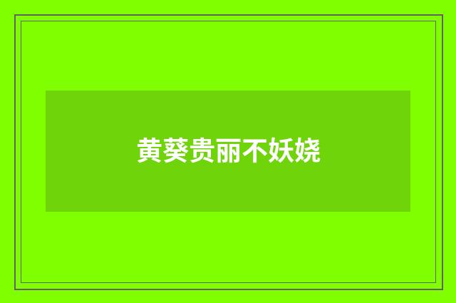 黄葵贵丽不妖娆