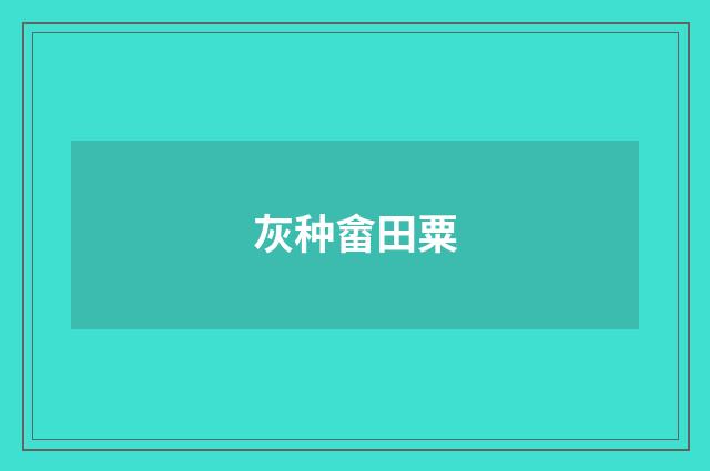 灰种畲田粟