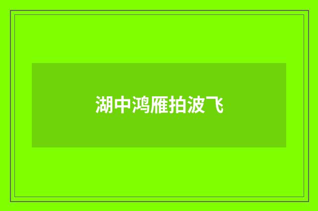 湖中鸿雁拍波飞