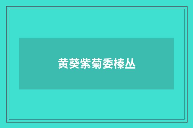 黄葵紫菊委榛丛