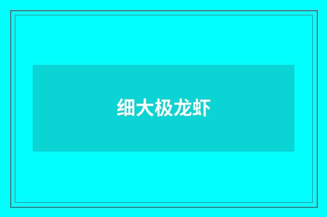 细大极龙虾