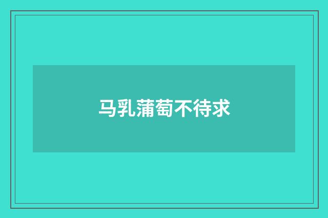 马乳蒲萄不待求