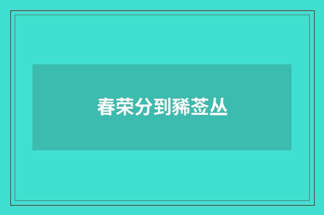 春荣分到豨莶丛