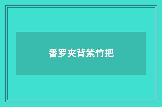 番罗夹背紫竹把