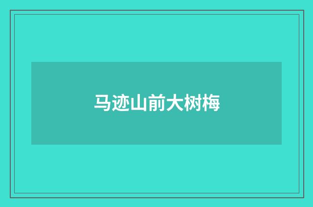 马迹山前大树梅