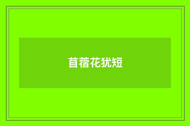 苜蓿花犹短