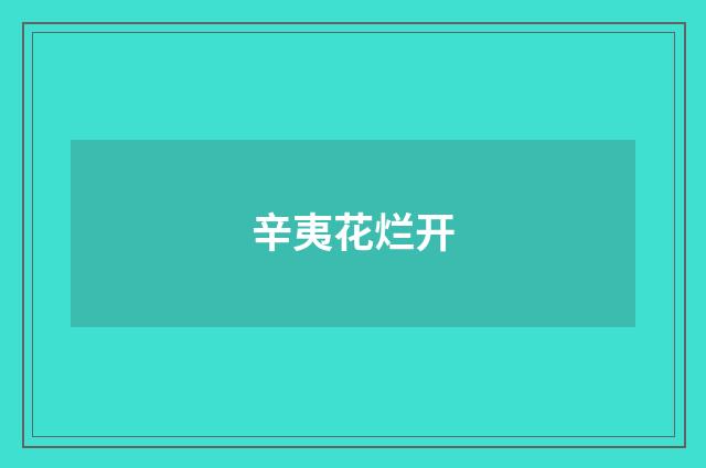辛夷花烂开