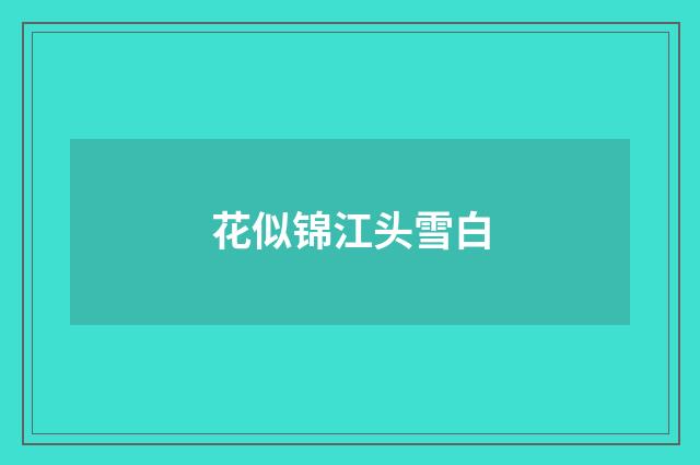 花似锦江头雪白