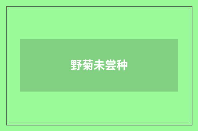 野菊未尝种