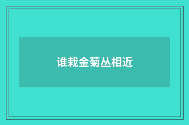 谁栽金菊丛相近