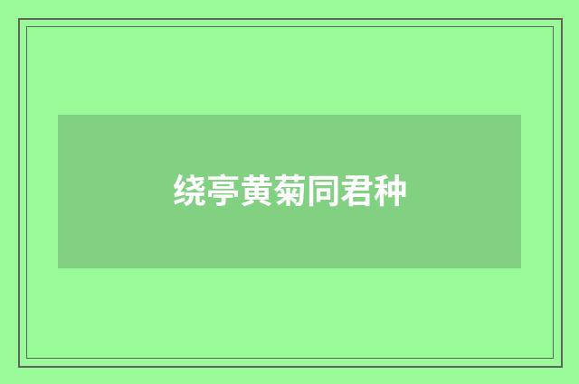 绕亭黄菊同君种