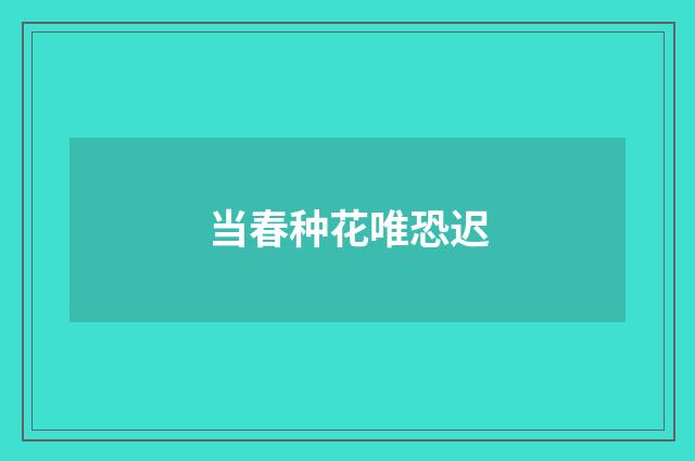 当春种花唯恐迟