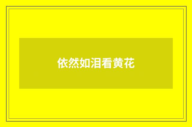 依然如泪看黄花