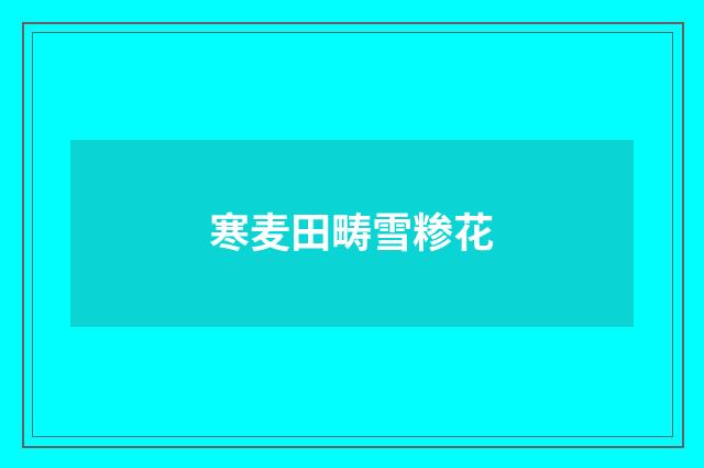 寒麦田畴雪糁花