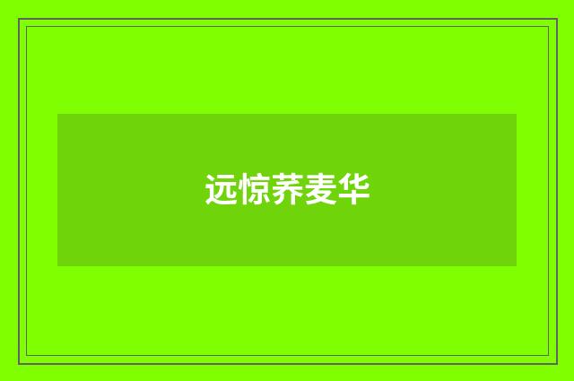远惊荞麦华