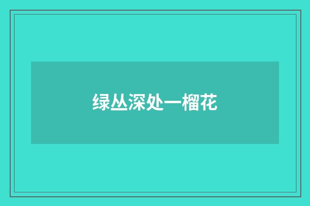 绿丛深处一榴花