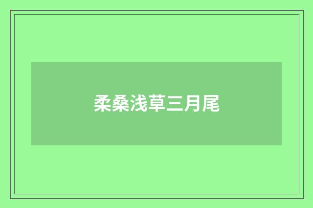 柔桑浅草三月尾