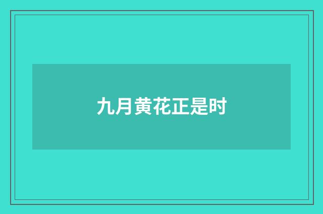 九月黄花正是时