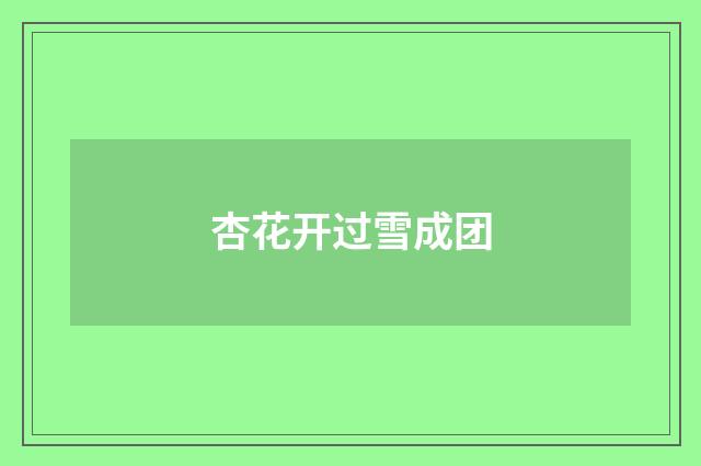 杏花开过雪成团