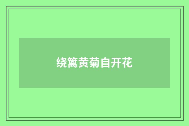 绕篱黄菊自开花