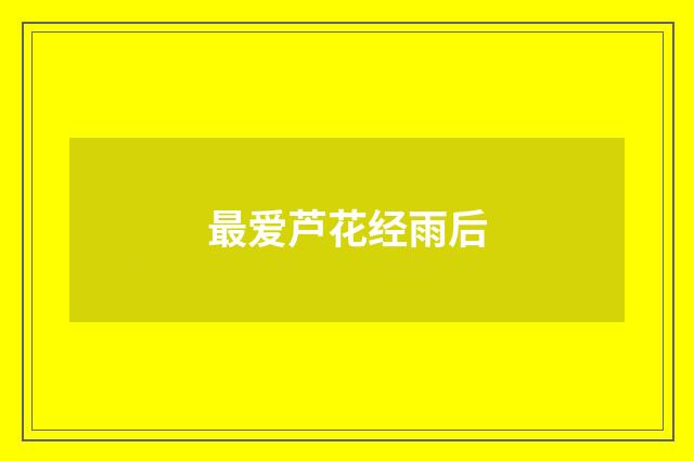 最爱芦花经雨后