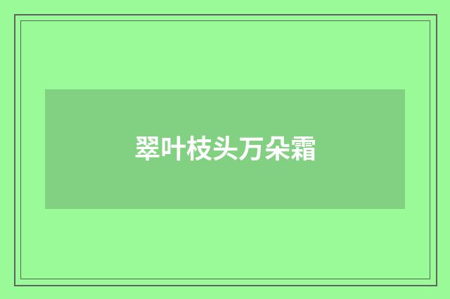 翠叶枝头万朵霜