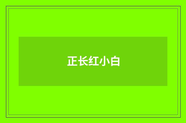 正长红小白