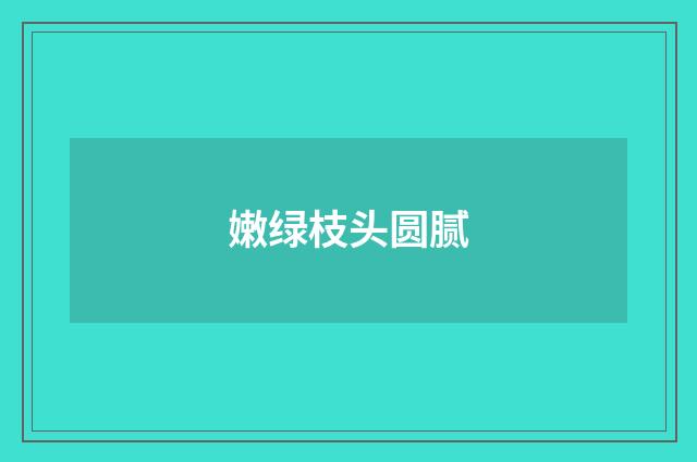 嫩绿枝头圆腻