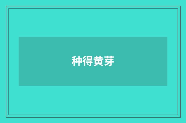 种得黄芽