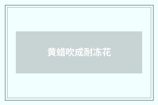 黄蜡吹成耐冻花