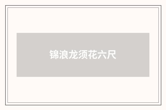 锦浪龙须花六尺