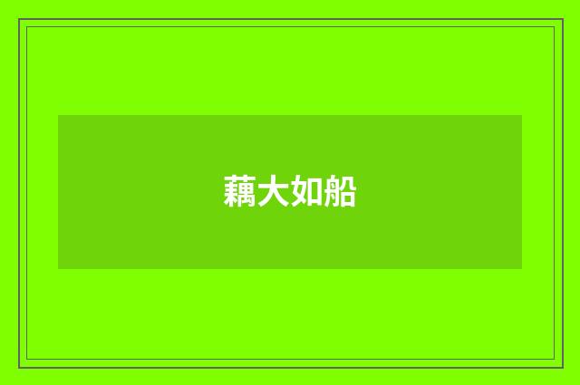 藕大如船