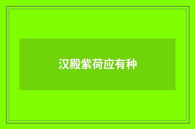汉殿紫荷应有种