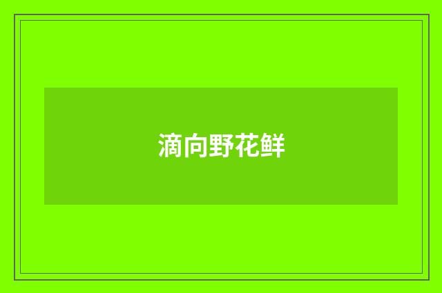 滴向野花鲜