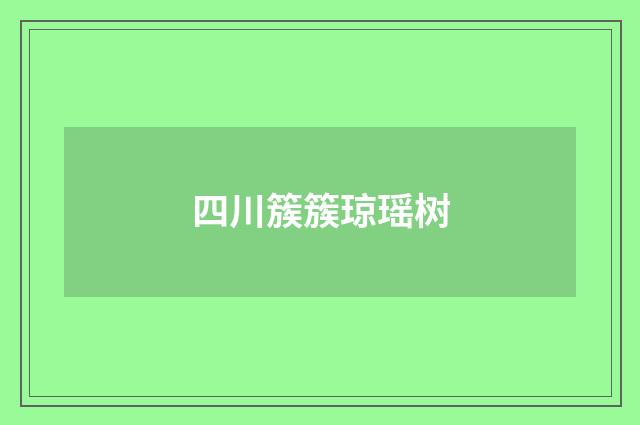 四川簇簇琼瑶树